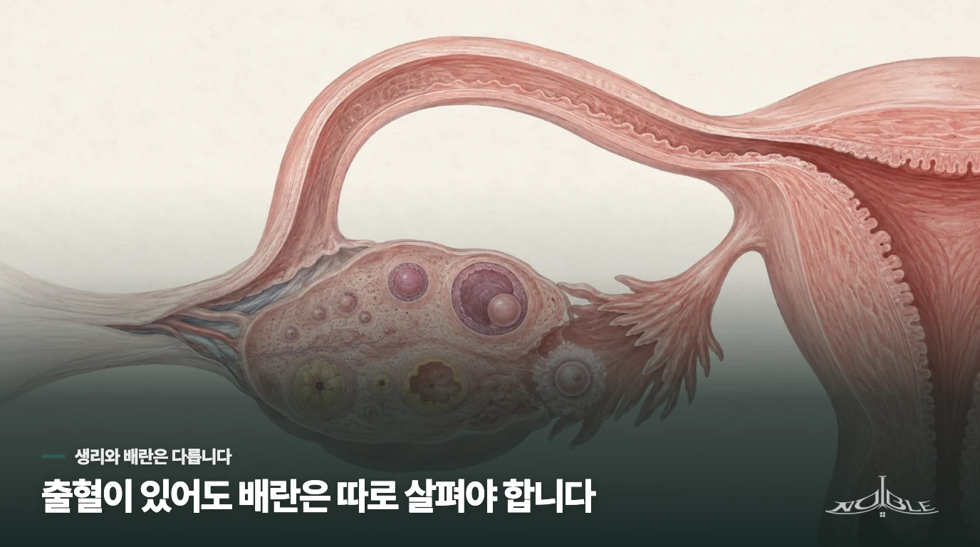 생리가 와도 배란이 없을 수 있습니다