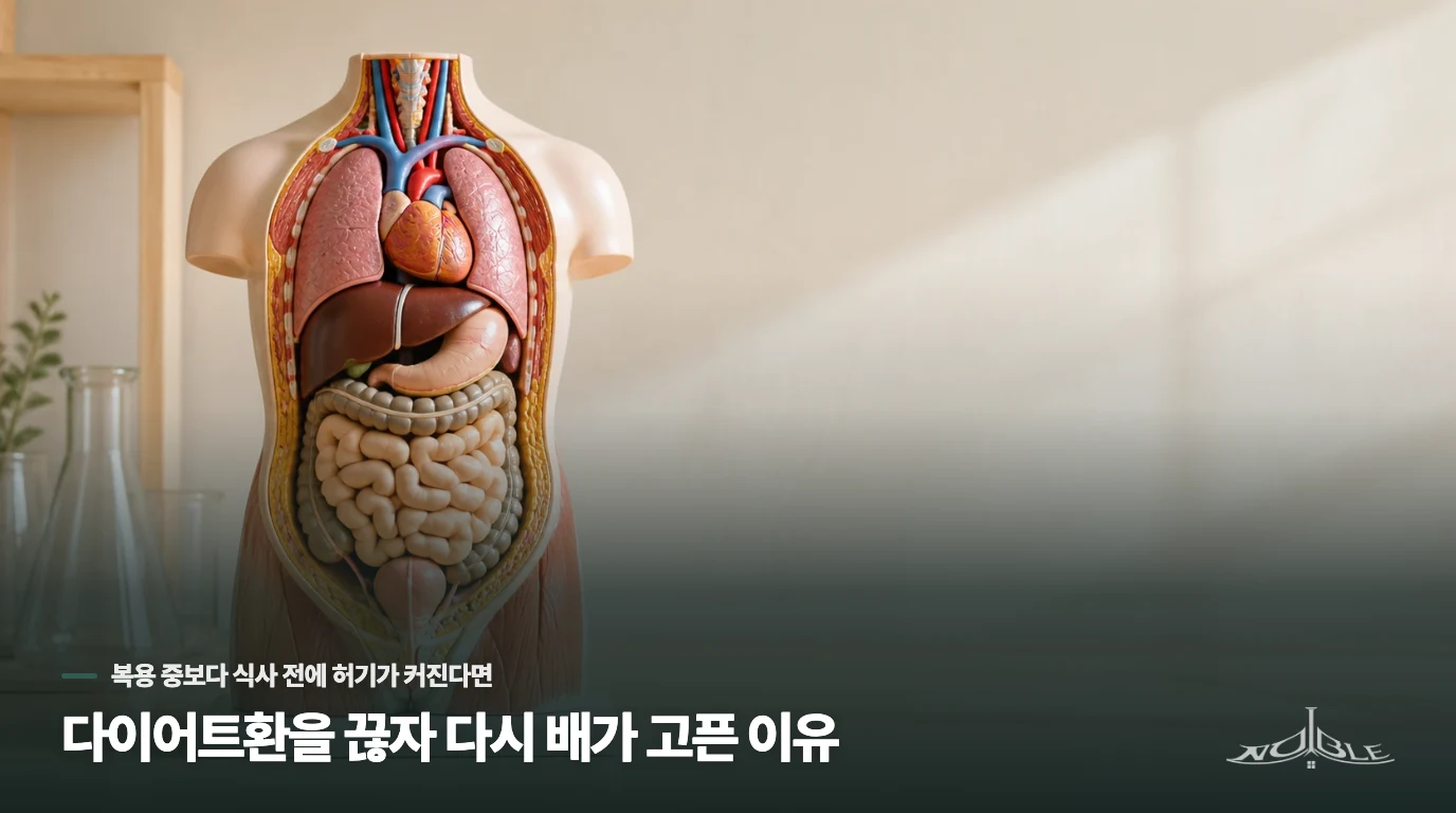 다이어트환을 끊자 다시 배가 고픈 이유